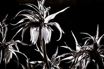 pflanzenblume kaiserkrone schwarz-weiß von Frank Ketelaar
