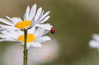 Lieveheersbeestje op een Margriet van Tiny Dekker thumbnail
