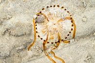 print of a jellyfish on the beach of Terschelling by Jeannette Kliebisch thumbnail