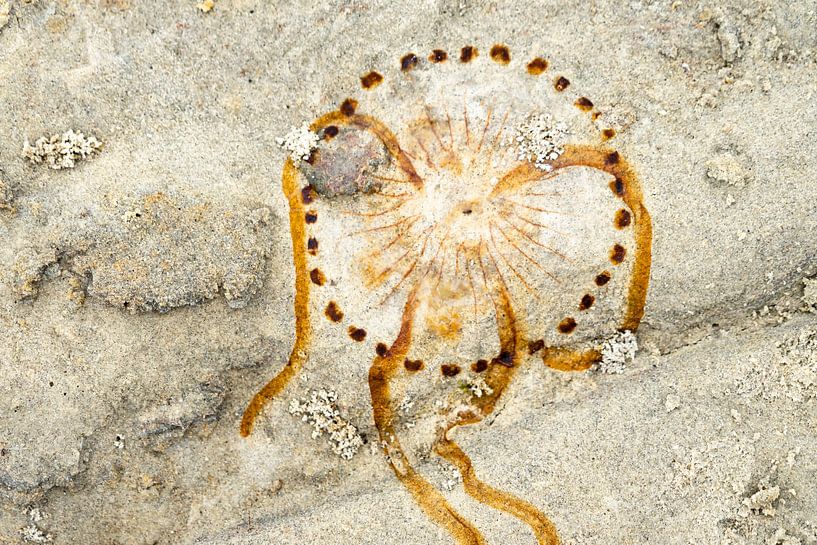 print of a jellyfish on the beach of Terschelling by Jeannette Kliebisch