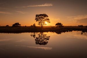 Arbre avec reflet sur la tourbière à Dwingelderveld pendant le coucher du soleil