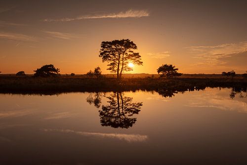 Boom met reflectie aan ven op het Dwingelderveld tijdens zonsondergang