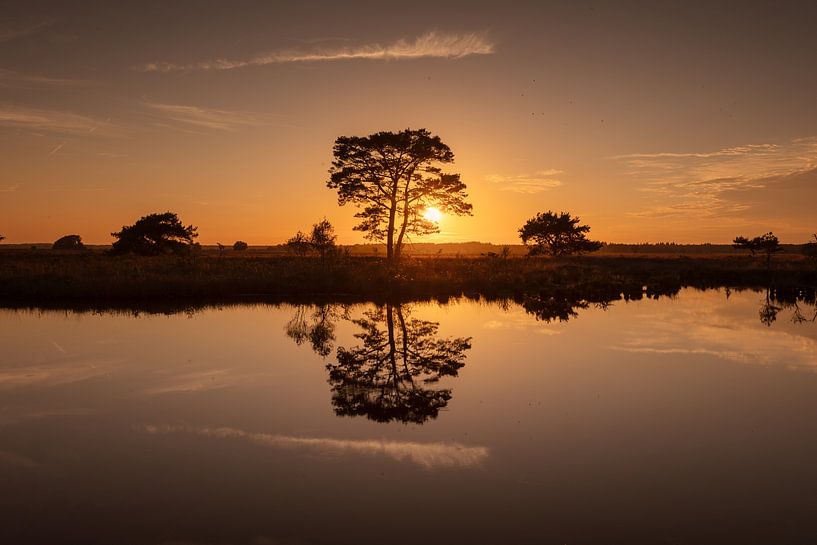 Tree with reflection on fen at Dwingelderveld during sunset by KB Design & Photography (Karen Brouwer)