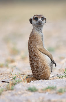 Stokstaartje Botswana