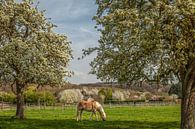 Limburgse hoogstamboomgaarden in bloei van John Kreukniet thumbnail