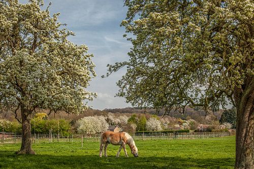 Limburgse hoogstamboomgaarden in bloei