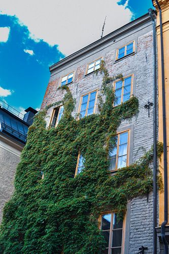 Efeu an einer alten Stadtfassade
