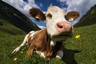 Een koe ruikt aan een bloem van Cynthia Hasenbos thumbnail