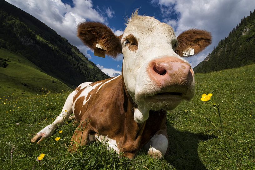 Een koe ruikt aan een bloem van Cynthia Hasenbos
