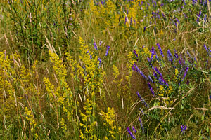 Geel en blauwe wilde bloemen