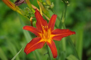 Red Lily 1 by Richard Pruim