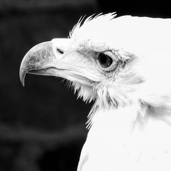 Arend by Lieke Doorenbosch