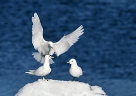 Drei Elfenbeinmöwen (Pagophila eburnea) von Beschermingswerk voor aan uw muur