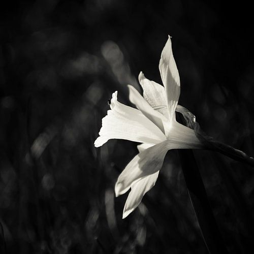 Darling of the Spring