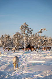 Traditionelles Hirtenlager in Lappland von Robbert Frie
