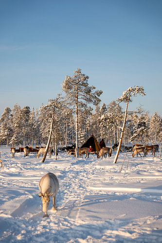 Traditionelles Hirtenlager in Lappland