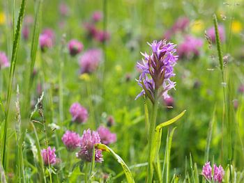 Orchis in bloemenveld