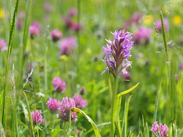 Orchidée dans un champ de fleurs sur Marielle Bakker