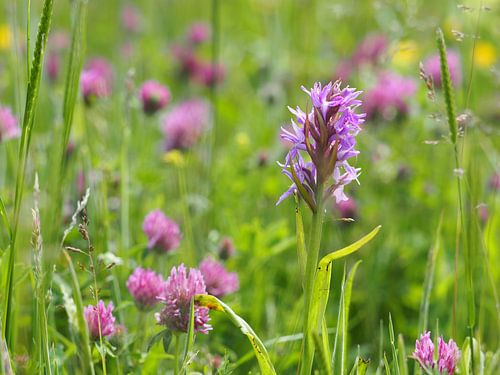 Orchidee im Blumenfeld