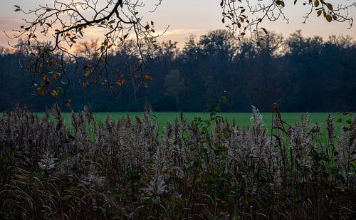 Zonsondergang boven riet, veld en bomen