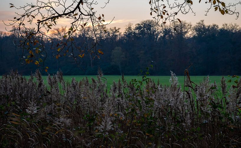 Coucher de soleil sur les roseaux, les champs et les arbres par Andrea de Jong