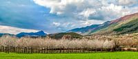 Flourishing orchard in Abruzzo van Teun Ruijters thumbnail