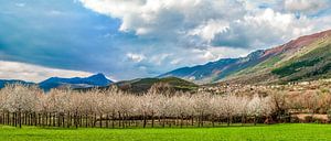 Flourishing orchard in Abruzzo van Teun Ruijters