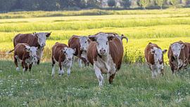 herd of Hereford cows by Gert Beltman