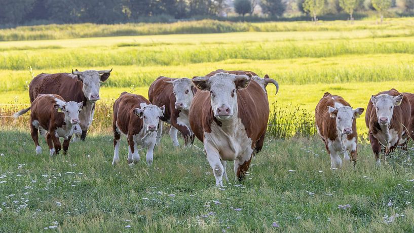 troupeau de vaches Hereford par Gert Beltman