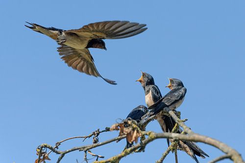 Een zwaluw maakt nog geen zomer