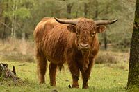Scottish Highlander