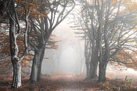 Herfstlaan in de mist van René Vierhuis thumbnail