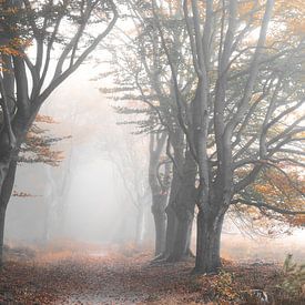 Avenue d'automne dans la brume sur René Vierhuis