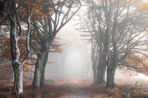 Avenue d'automne dans la brume sur René Vierhuis