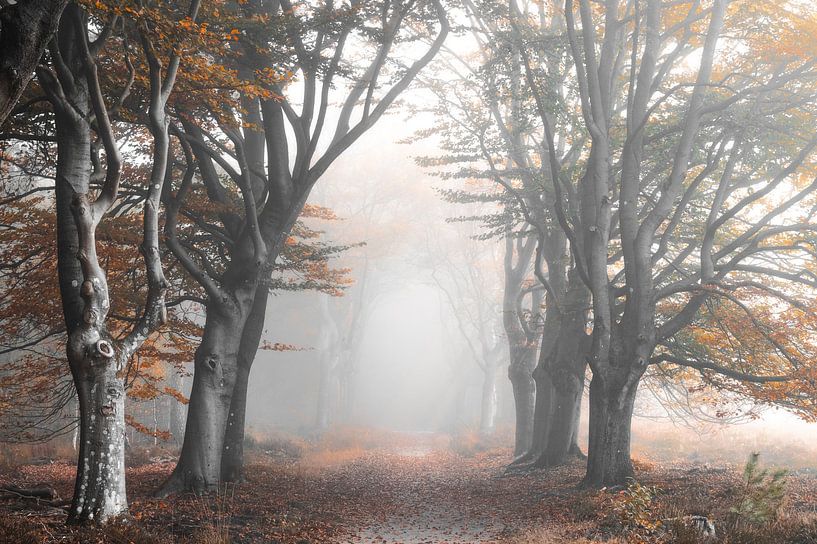 Herfstlaan in de mist van René Vierhuis