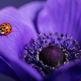 Accroche-regard : coccinelle sur une anémone violette sur Marjolijn van den Berg