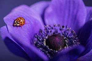 Eye-catcher: Ladybird on a purple anemone
