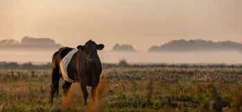 Photo panoramique Vache dans la prairie