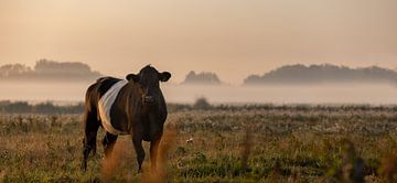 Panoramafoto koe in het weiland van Percy's fotografie