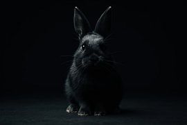 Portrait de lapin en lumière sombre sur Imperial Art House