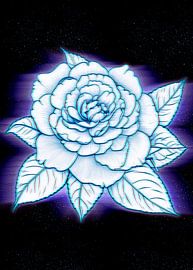 camelia by ahmad hanan attaki