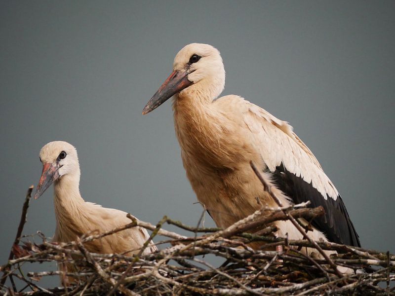 Storks on the nest by Judith van Wijk