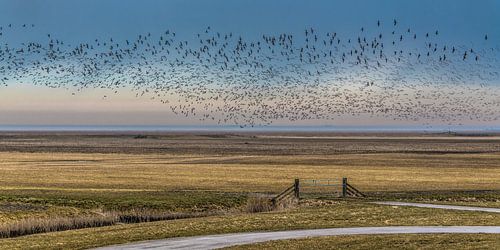 Vogelvlucht boven het buitendijkse gebied "Het Noorderleeg"