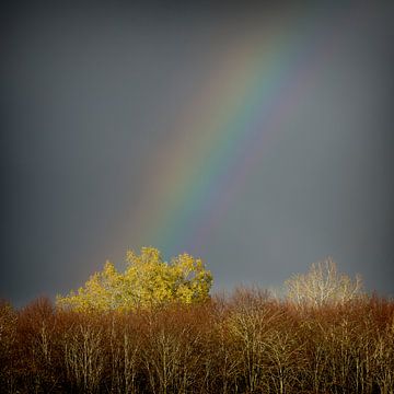 Donkere wolken in een herfstbos met regenboog van Rene  den Engelsman