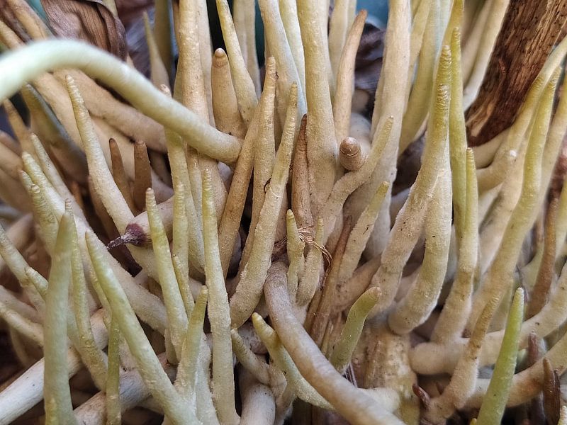 Flower Root by Farih