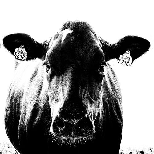 Liefde op het eerste gezicht van Jacques Jullens