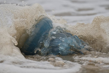 Dynamisme en bord de mer - méduse bleue dans les vagues.