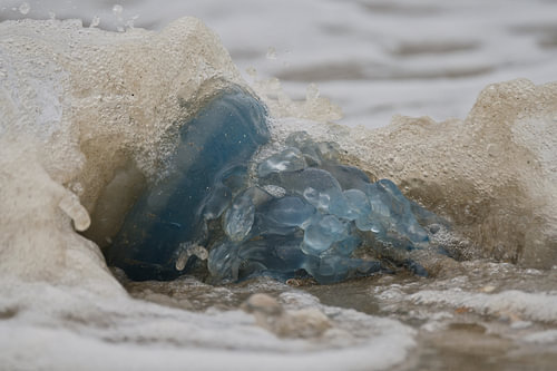 Dynamisch am Meer – blaue Qualle in einer Welle.