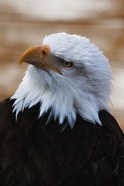 Aigle sur Marjolein De groot