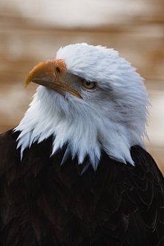 Eagle von Marjolein De groot